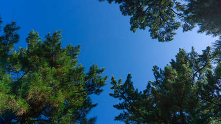 Pine Tree and Blue Sky