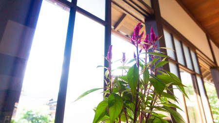 Kato on the veranda of an old private houseの写真素材