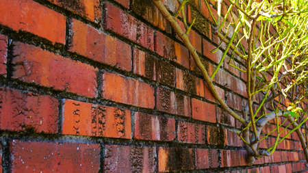 Landscape of brick flower beds