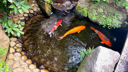 Nishikigoi swimming in a pond