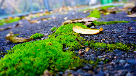 Asphalt and Moss Textureの写真素材