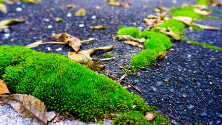 Asphalt and Moss Textureの写真素材