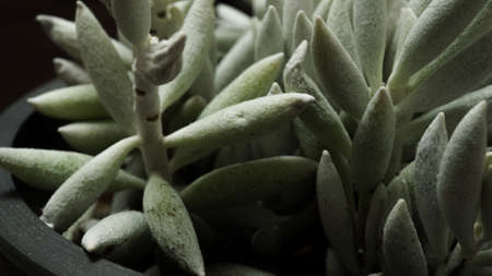 Cool succulent Senecio sp. haorchiiの写真素材