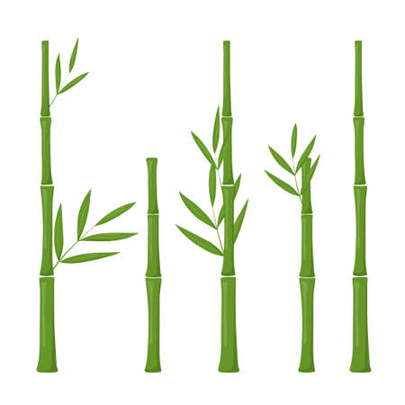Set of vector bamboo isolated on whiteのイラスト素材