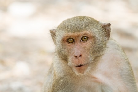 wild monkey portrait close up