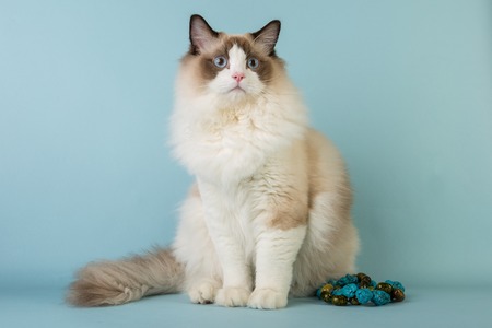 regdoll male cat sitting on blue background looking amazedの写真素材