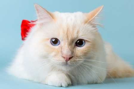 birman male cat portrait on blue background looking at cameraの写真素材