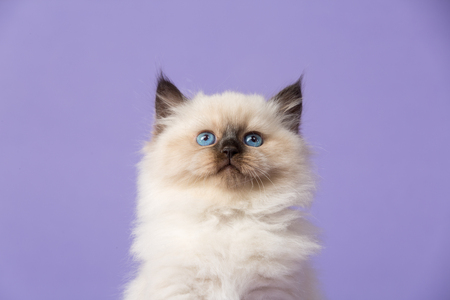 Furry little kitten of Siberian breed with bright blue eyes sitting on lilac background.の写真素材
