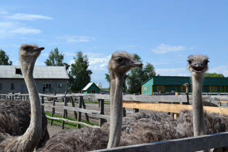 Three happy young ostriches on a farmの写真素材
