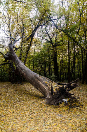 A huge tree damaged by a hurricaneの写真素材