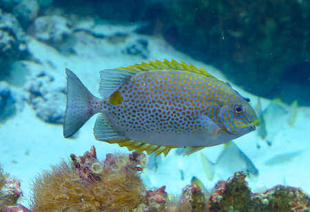 Yellow coral fish swimming in deep aquariumの写真素材