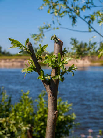 Green branch standing in front of summer river background. Life conceptual photoの写真素材