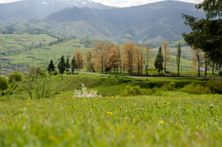 Beautiful mountain lawns with green summer grass. Vacations concept