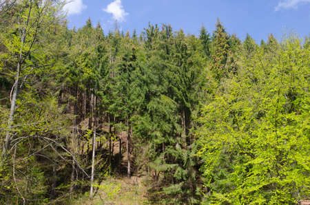 Summer forest in mountains, vacation and holidays natural background