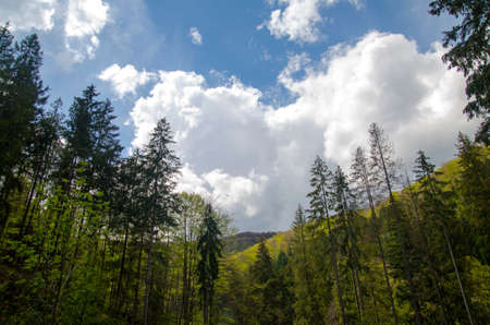 Gorgeous mountain forest under deep blue summer sky. Environment protection and summer vacation...