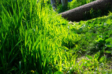 Green grass summer background, picturesque natureの写真素材