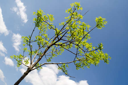 Summer tree in the sun rays. Single tree isolated over the blue sky background