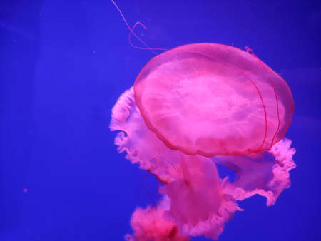Pink jellyfish background, marine photography, sea nature beautiful creaturesの写真素材