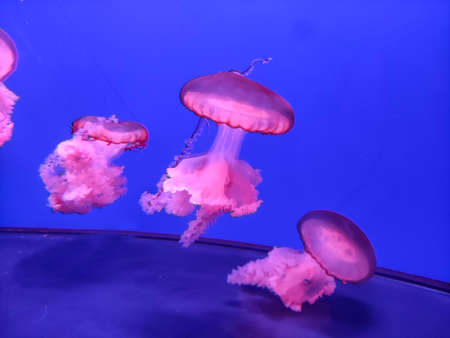 Pink jellyfish background, marine photography, sea nature beautiful creaturesの写真素材