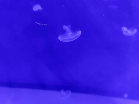 Blue jellyfish macro view background, marine photography, sea nature beautiful creaturesの写真素材