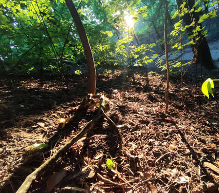 Green forest background. Nature and sun beams wallpaper. Eco photography