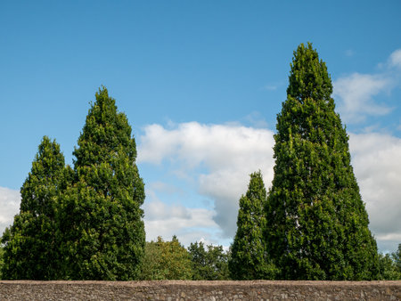 Trees over the stone fence backgroundの写真素材