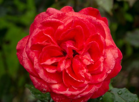 Red roses background. Flowers close view wallpaperの写真素材