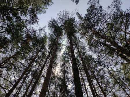 Green forest background. Nature and sun beams wallpaper. Eco photographyの写真素材