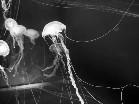 Big pink jellyfish macro view blurred abstract background, marine photography, sea nature beautiful creaturesの写真素材