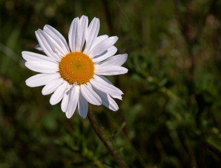 Daisy flower, daisies close view floral background. Single flowerの写真素材