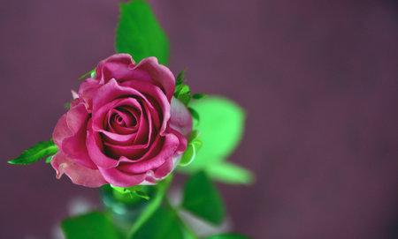 St. Valentine's day romantic background, flower templateの写真素材