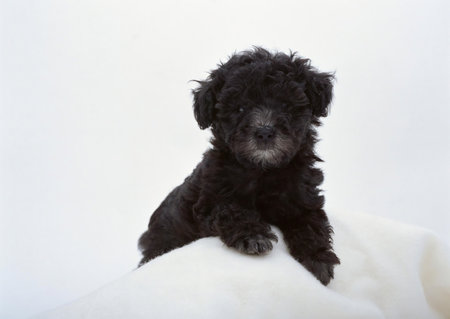 Fluffy dog close view portrait backgroundの写真素材