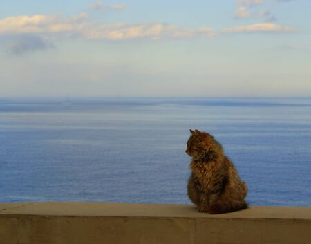 Yalta, a cat by the seaの写真素材
