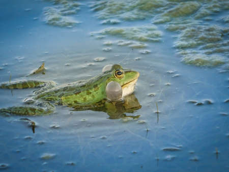 frog in loveの写真素材