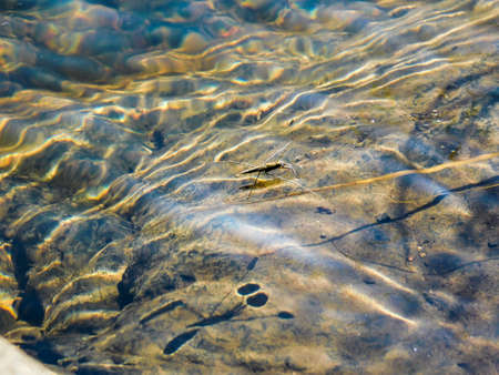 The Gerridae , water striders, water bugs, pond skaters, water skippers, or jesus bugs.の写真素材