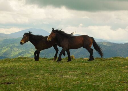 Wild horses in the natural setting of the mountains Stolovi Serbiaの写真素材