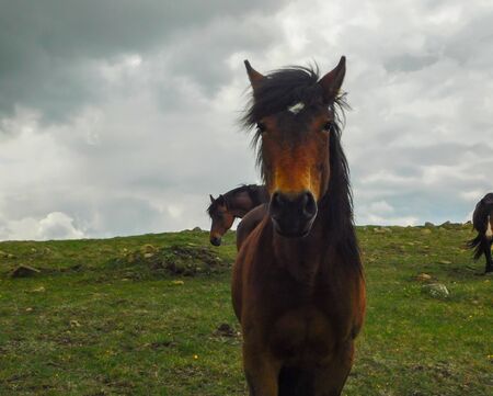Wild horses in the natural setting of the mountains Stolovi Serbiaの写真素材