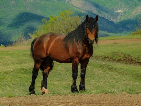 Wild horses in the natural setting of the mountains Stolovi Serbiaの写真素材
