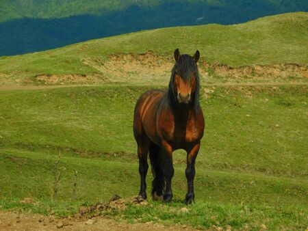 Wild horses in the natural setting of the mountains Stolovi Serbiaの写真素材
