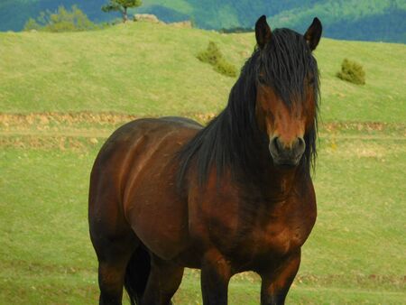 Wild horses in the natural setting of the mountains Stolovi Serbiaの写真素材