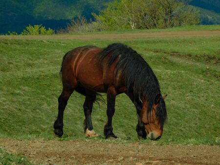 Wild horses in the natural setting of the mountains Stolovi Serbiaの写真素材