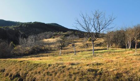 Autumn landscape, mountain clearing, meadowの写真素材
