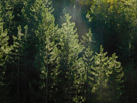 Coniferous peaks in the morning sunshine