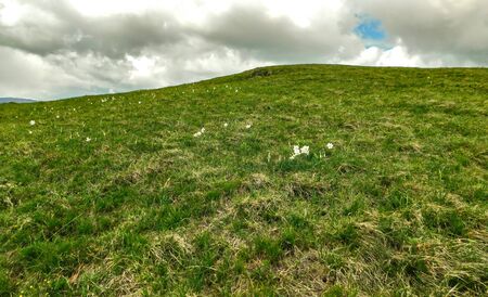 the spring landscapes of Stolovi Mountain, Serbia, a walk through the peaks of the mountainの写真素材