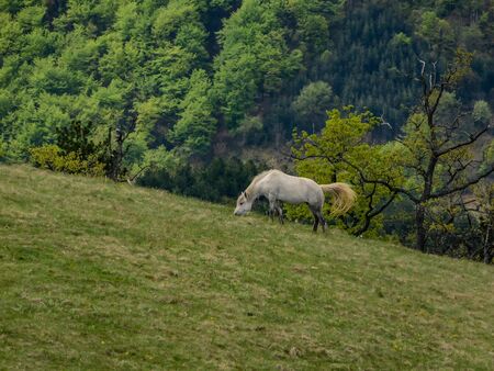 The rural landscape of the mountain peaks, white horseの写真素材