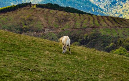 The rural landscape of the mountain peaks, white horseの写真素材