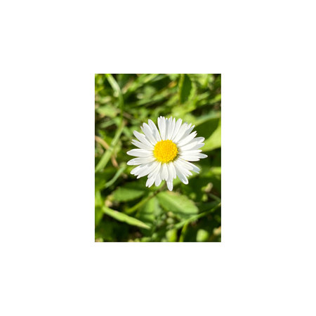 White flower on green grass backgroundの写真素材