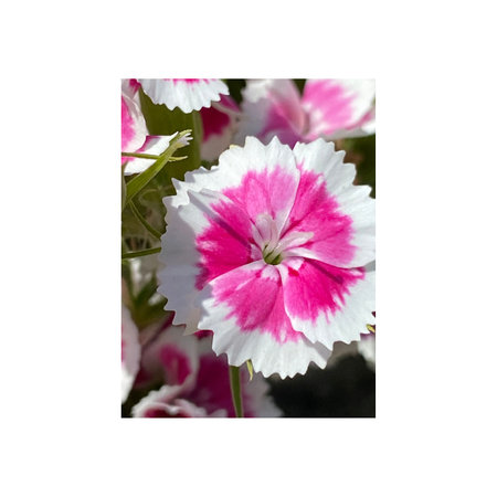 pink and white dianthus flower isolated on a white backgroundの写真素材