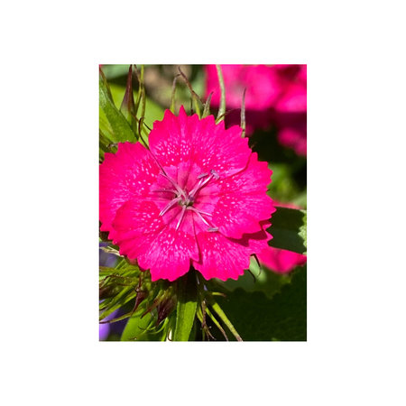 Pink carnation flower on a background of green leaves. Flower photo frame.の写真素材