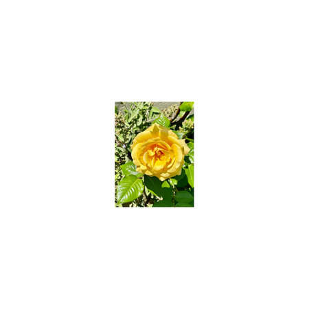 background of a yellow rose.の写真素材